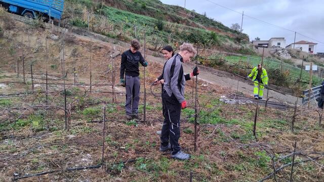 Beim Rebstecken einschlagen | Foto: FS Silberberg