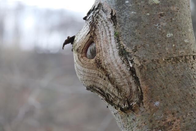 Ängstlicher BLICK.🤭
Hoffentlich knabbert der Biber meinen Baum nicht an..