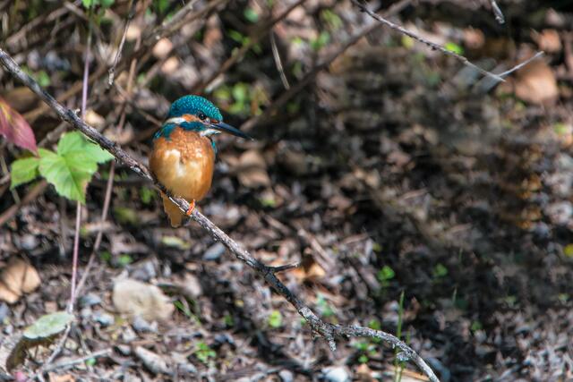 Einen Eisvogel bekommt man eher selten zu Gesicht.  | Foto: Falkmar Ameringer