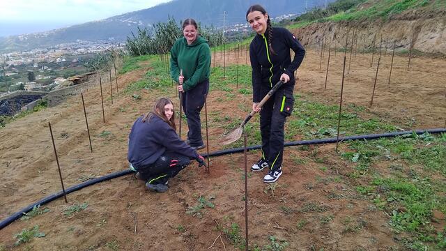 Beim Reben setzen | Foto: FS Silberberg