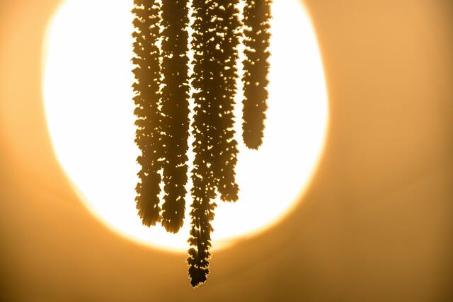 Haselpollen in Wien am Kommen: die MedUni Wien empfiehlt Allergikern, auf der Hut zu sein. (Symbolbild) | Foto: Frank Hammerschmidt / dpa / picturedesk.com