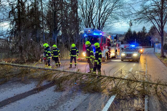 Infolge des Sturms war der Baum beschädigt und musste entfernt werden.  | Foto: TEAM FOTOKERSCHI / WERNER KERSCHBAUMMAYR