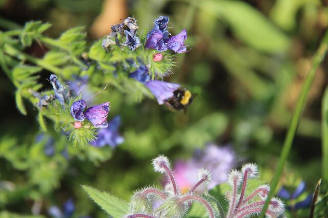 Die Menschen haben den Bienen im Mittelalter und viele Jahrhunderte davor den Honig „geraubt“. Aus Baumhöhlen und Felsspalten holten die „Zeidler“ den Honig. Aus den Waben wurden Kerzen erzeugt. Die heutige Imkerei ist nicht mit der „Imkerei“ des Mittelalters zu vergleichen.   | Foto: Zinterhof