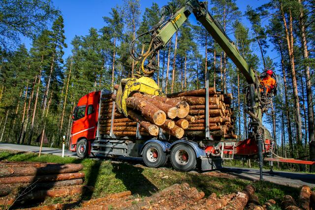  Im Zuge von Holztransportarbeiten kam es zu dem Unfall. (Symbolfoto) | Foto: stock.adobe.com/at/Roberts Ratuts
