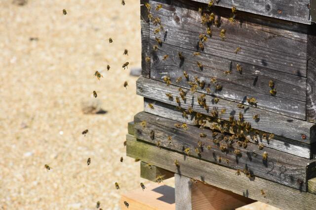 Die Menschen haben den Bienen im Mittelalter und viele Jahrhunderte davor den Honig „geraubt“. Aus Baumhöhlen und Felsspalten holten die „Zeidler“ den Honig. Aus den Waben wurden Kerzen erzeugt. Die heutige Imkerei ist nicht mit der „Imkerei“ des Mittelalters zu vergleichen. Bild zeigt Strubi (Strudengau-Bienen).   | Foto: Zinterhof