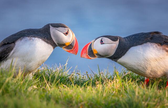 Foto: Zwerger-Schoner