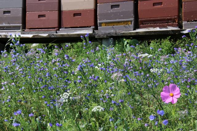 Die Menschen haben den Bienen im Mittelalter und viele Jahrhunderte davor den Honig „geraubt“. Aus Baumhöhlen und Felsspalten holten die „Zeidler“ den Honig. Aus den Waben wurden Kerzen erzeugt. Die heutige Imkerei ist nicht mit der „Imkerei“ des Mittelalters zu vergleichen.   | Foto: Zinterhof