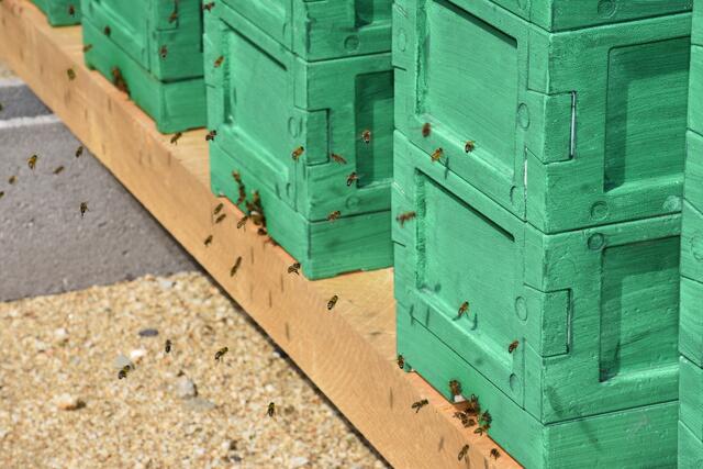Die Menschen haben den Bienen im Mittelalter und viele Jahrhunderte davor den Honig „geraubt“. Aus Baumhöhlen und Felsspalten holten die „Zeidler“ den Honig. Aus den Waben wurden Kerzen erzeugt. Die heutige Imkerei ist nicht mit der „Imkerei“ des Mittelalters zu vergleichen. Bild zeigt Strubi (Strudengau-Bienen).   | Foto: Zinterhof