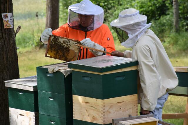 Die Menschen haben den Bienen im Mittelalter und viele Jahrhunderte davor den Honig „geraubt“. Aus Baumhöhlen und Felsspalten holten die „Zeidler“ den Honig. Aus den Waben wurden Kerzen erzeugt. Die heutige Imkerei ist nicht mit der „Imkerei“ des Mittelalters zu vergleichen.  | Foto: Zinterhof