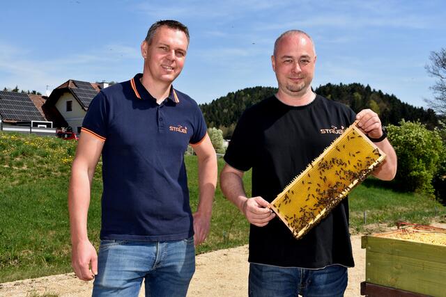 Die Menschen haben den Bienen im Mittelalter und viele Jahrhunderte davor den Honig „geraubt“. Aus Baumhöhlen und Felsspalten holten die „Zeidler“ den Honig. Aus den Waben wurden Kerzen erzeugt. Die heutige Imkerei ist nicht mit der „Imkerei“ des Mittelalters zu vergleichen. Bild zeigt Strubi (Strudengau-Bienen).   | Foto: Zinterhof