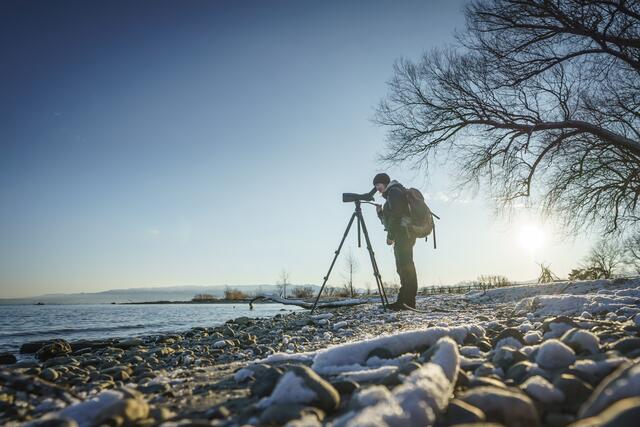 Am 1. März 2025 führt die Vorarlberger Natursafari zum Birdwatching nach Hard am Bodensee. | Foto:  Dietmar Denger