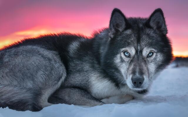 Foto: Zwerger-Schoner