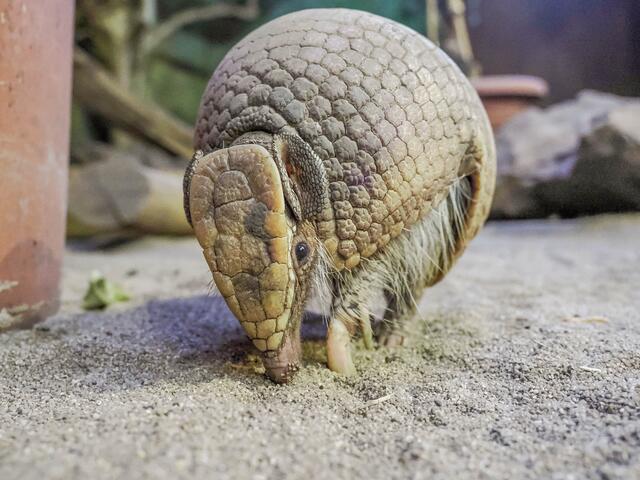 Der Titel Zootier des Jahres 2025“ geht an das Gürteltier. Drei Exemplare dieser Art nennen derzeit den Salzburger Zoo ihr Zuhause. | Foto: Zoo Salzburg / Angelika Köppl