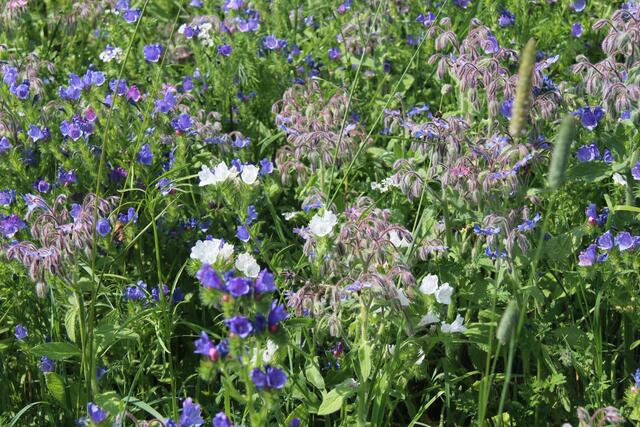 Die Menschen haben den Bienen im Mittelalter und viele Jahrhunderte davor den Honig „geraubt“. Aus Baumhöhlen und Felsspalten holten die „Zeidler“ den Honig. Aus den Waben wurden Kerzen erzeugt. Die heutige Imkerei ist nicht mit der „Imkerei“ des Mittelalters zu vergleichen.  | Foto: Zinterhof