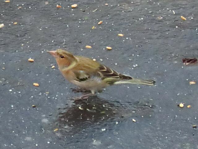 Foto: Alfred Schmutz