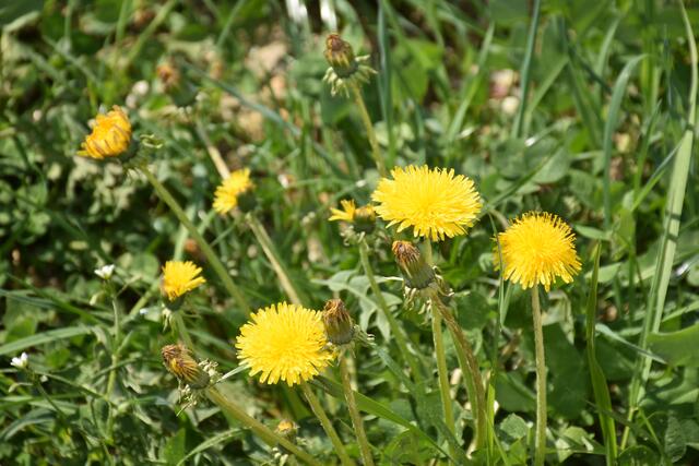 Die Menschen haben den Bienen im Mittelalter und viele Jahrhunderte davor den Honig „geraubt“. Aus Baumhöhlen und Felsspalten holten die „Zeidler“ den Honig. Aus den Waben wurden Kerzen erzeugt. Die heutige Imkerei ist nicht mit der „Imkerei“ des Mittelalters zu vergleichen.  | Foto: Zinterhof