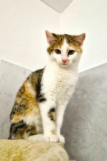 Sansa ist ein süßes Streunermädchen, das zusammen mit ihrem Freund ein Zuhause sucht. | Foto: Arche Wels