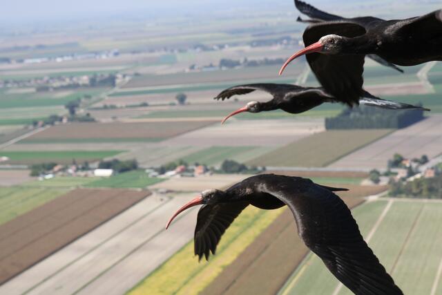 Für die Waldrappen aus der Kolonie in Kuchl gelten keine Grenzen: Jährlich fliegen sie, wenn der Boden friert, in das WWF-Schutzgebiet in der Toskana und kehren dann Ende März wieder zurück. | Foto: Corinna Esterer