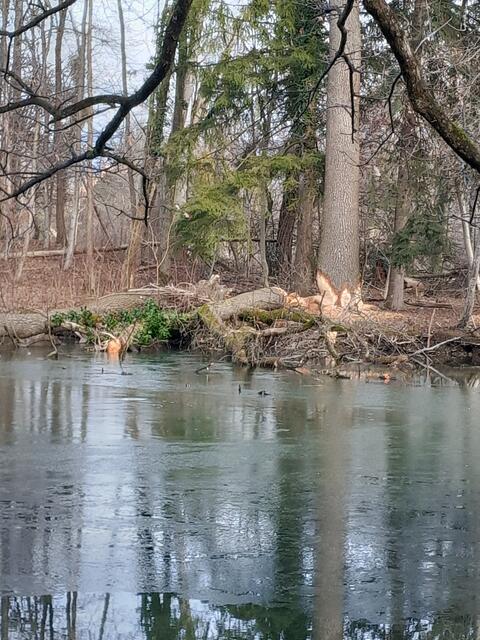 Auf der mittleren Hauptinsel des Leopoldskroner Weihers haben Biber durch Biberfraß erhebliche Schäden verursacht. Diese müssen am heutigen Donnerstag gefällt und und abtransportiert werden. | Foto: Stadt Salzburg