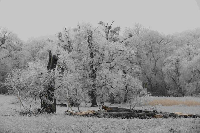 Foto: E. Graf