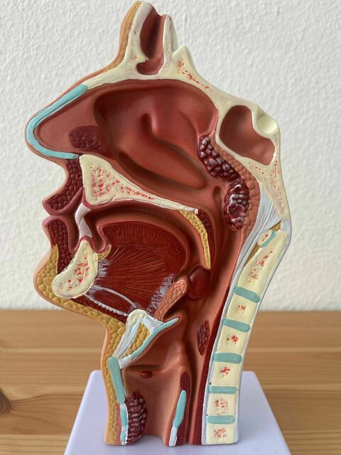 Vieles dreht sich in der Logopädie um Stimmbänder und Kehlkopf – doch es geht auch um Atmung, Haltung und vieles mehr. | Foto: Therapinum