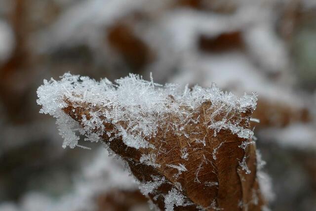 Foto: E. Graf