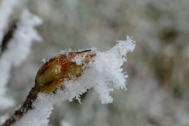 Foto: E. Graf