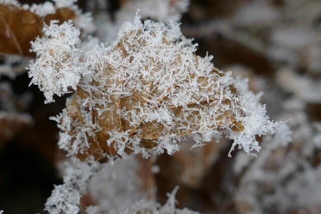Foto: E. Graf
