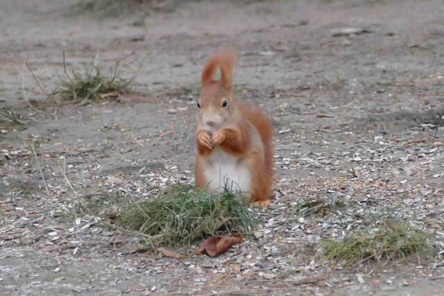 Auch ein Eichhörnchen war im Park unterwegs.  | Foto: E. Graf