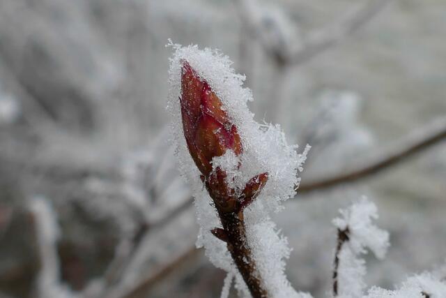 Foto: E. Graf