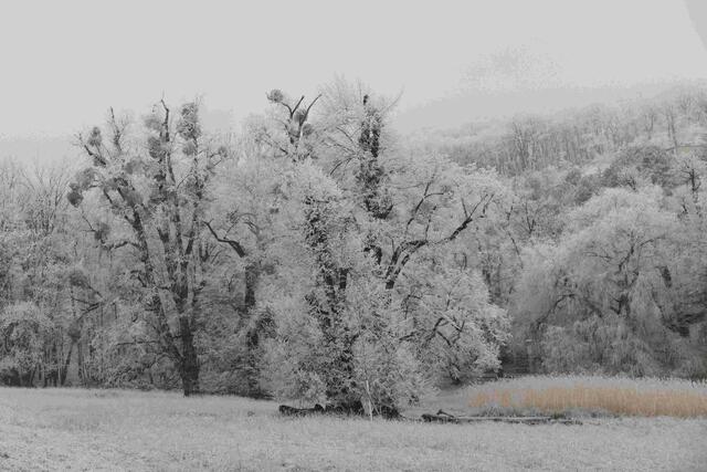 Foto: E. Graf