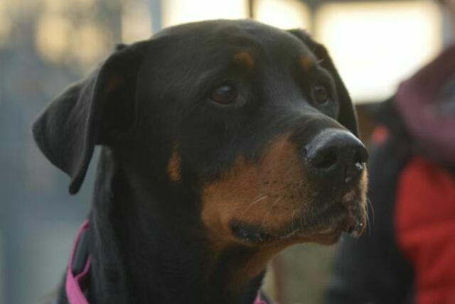 Lucy sucht ein Zuhause. | Foto: TSV St. Pölten