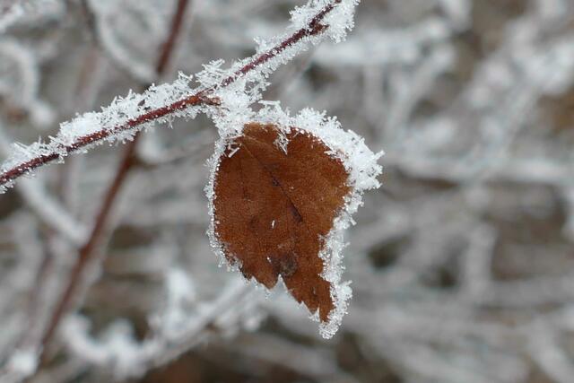Foto: E. Graf