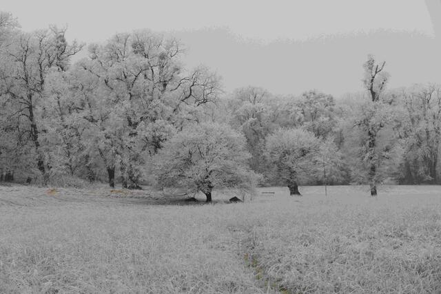 Foto: E. Graf