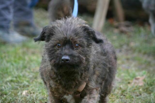 Wer nimmt Lucy bei sich auf? | Foto: TSV St. Pölten