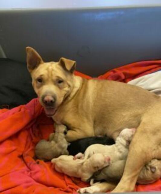 Schneewittchen und ihre Welpen | Foto: TIerQuarTier Wien