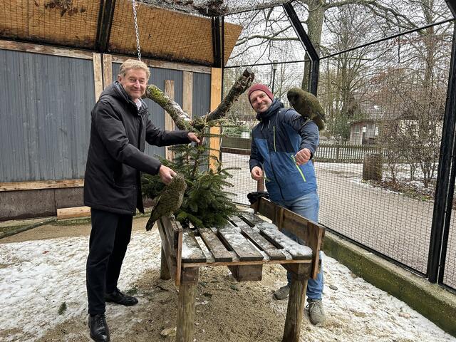 Heuer freuten sich unter anderem auch die Keas über eine nadelnde Spende. Stadt-Vize Gerhard Kroiss und Tiergartenreferent Thomas Rammerstorfer brachten sie persönlich vorbei. | Foto: Stadt Wels