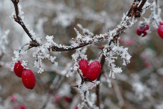 Foto: E. Graf