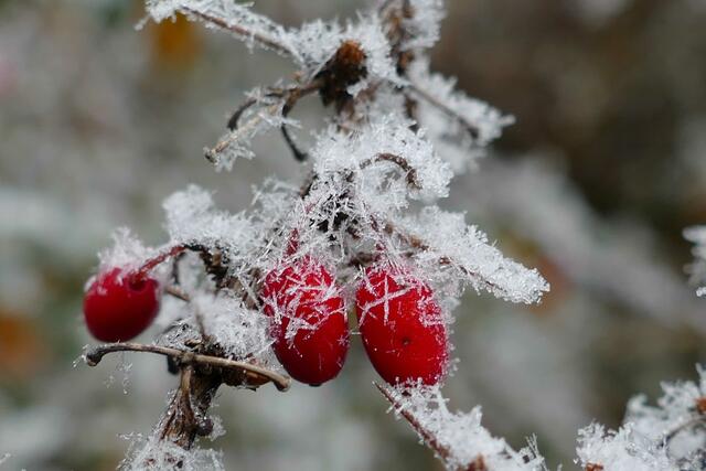 Foto: E. Graf