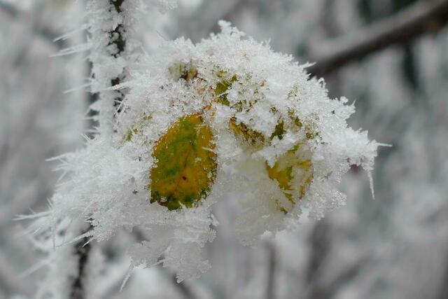 Foto: E. Graf