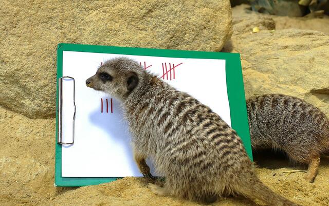 Die süßen Erdmännchen sind bei den Zoobesuchern besonders beliebt.  | Foto: Zoo Linz