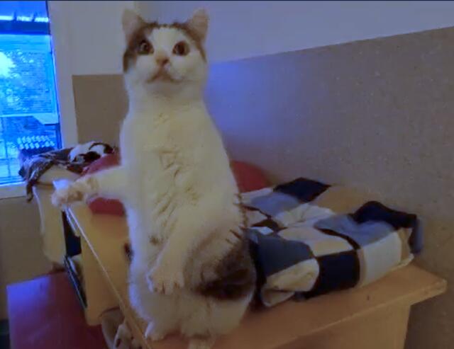 Foto: Tierheim Ternitz