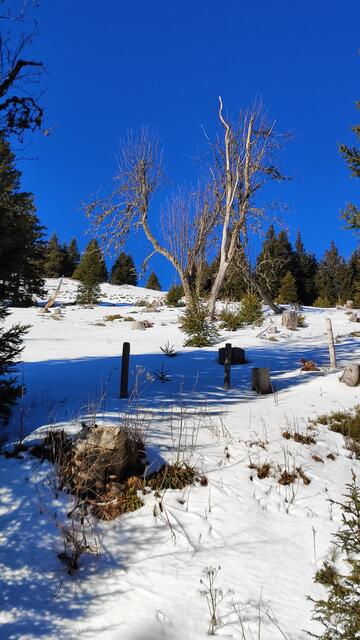 Schnee, Sonne, blauer Himmel - wunderbar... | Foto: I.Wozonig