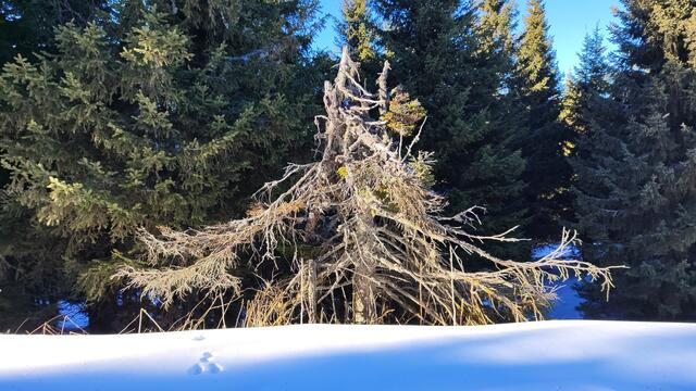 schöne Eindrücke auch am Wegesrand... | Foto: I.Wozonig