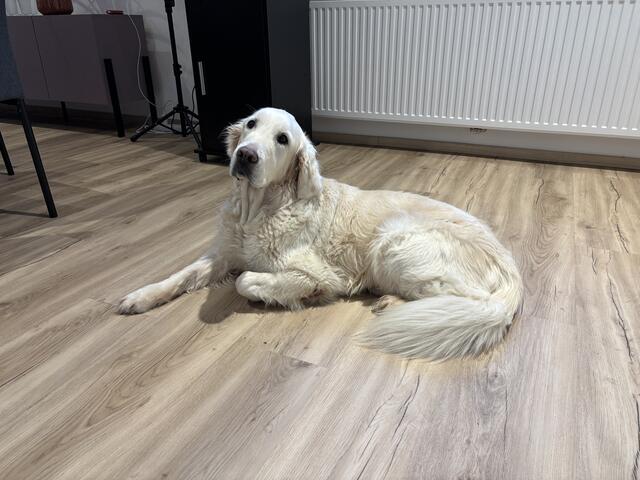 Die elfjährige Molly ist immer mit dabei. Sie ist ein ausgebildeter Therapiehund im Ruhestand. | Foto: MeinBezirk/Jung