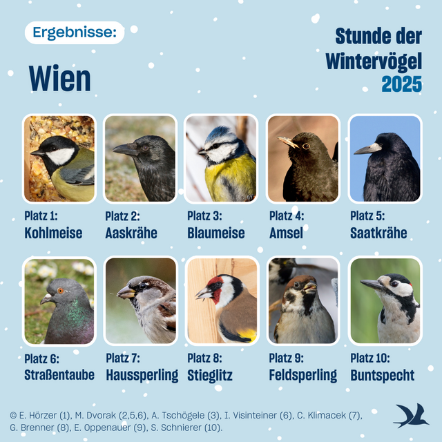 Bildmaterial bereitgestellt unter:

https://assets.ctfassets.net/2oszne1tuxgg/3Lcfd9gnJm6FoKf3CNx1lt/ff637211fdfbb3ad197767e507408673/20250120_SdW_Ergebnis_Grafiken.zip | Foto: BirdLife Österreich 2025