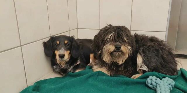 Das Vertrauen der Hunde muss erst erarbeitet werden. | Foto: TiKo