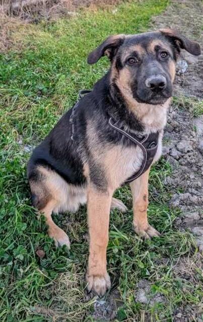 Rüde ALBERT
 
Albert ist ein Schäfermischling und im April 2024 geboren.
 
Er ist sehr freundlich, mag Kinder und ist verträglich mit anderen Hunden.
 
Albert ist stubenrein, geht schon brav an der Leine, braucht aber weiterhin noch eine konsequente, liebevolle Erziehung.
 
Kontakt: 0664/1276603 | Foto: Pfotenhilfe Tulln