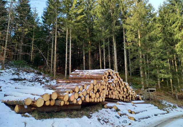 Foto: H. Bachinger