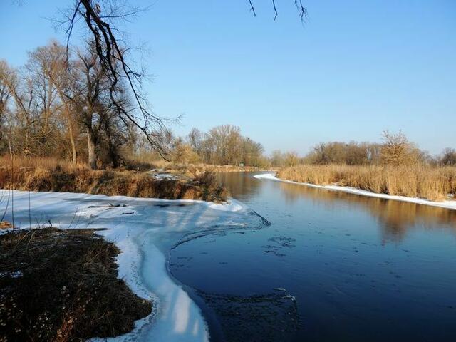 Die Altarme der Thaya sind von paradiesischer Natur. | Foto: Auring